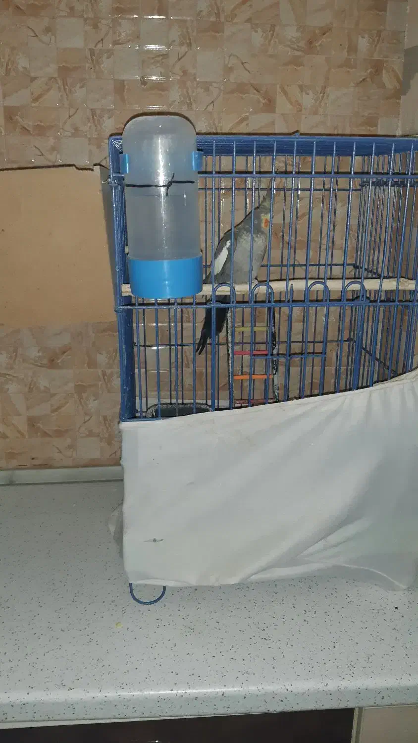 عروس هلندی مولد|پرنده|رودهن, |دیوار