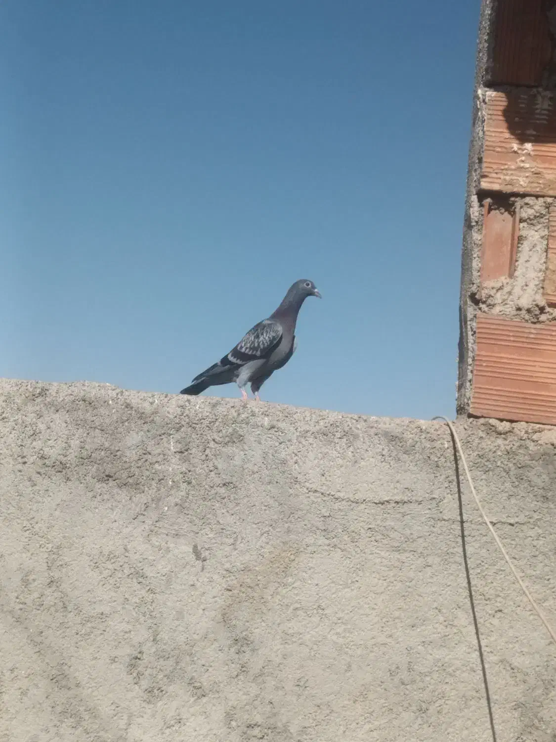 دو عدد کبوتر نر|پرنده|شیروان (خراسان), |دیوار