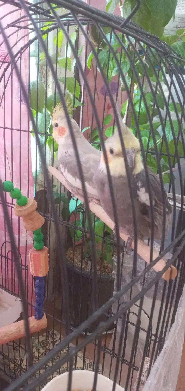 فروش یک جفت عروس هلندی|پرنده|دهگلان, |دیوار