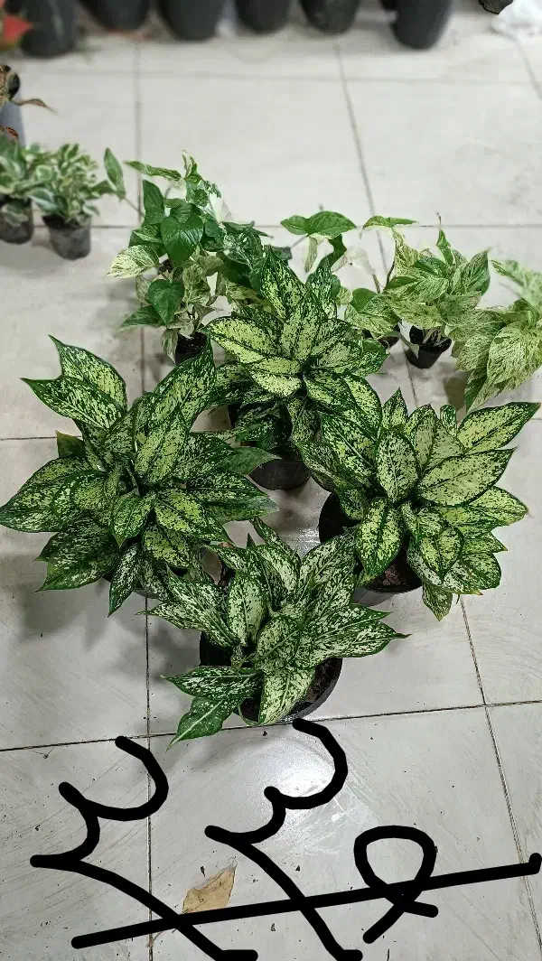 رزماری|خوردنی و آشامیدنی|مشهد, حیدرآباد|دیوار