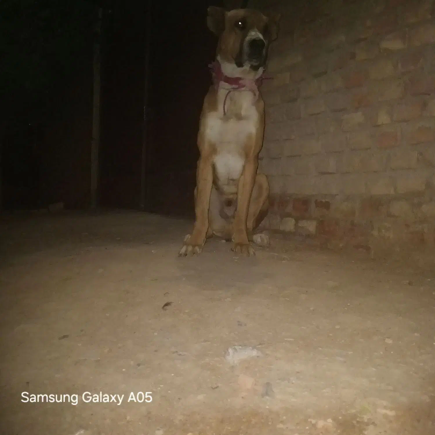 سگ خراسانی|سگ|قائن, |دیوار