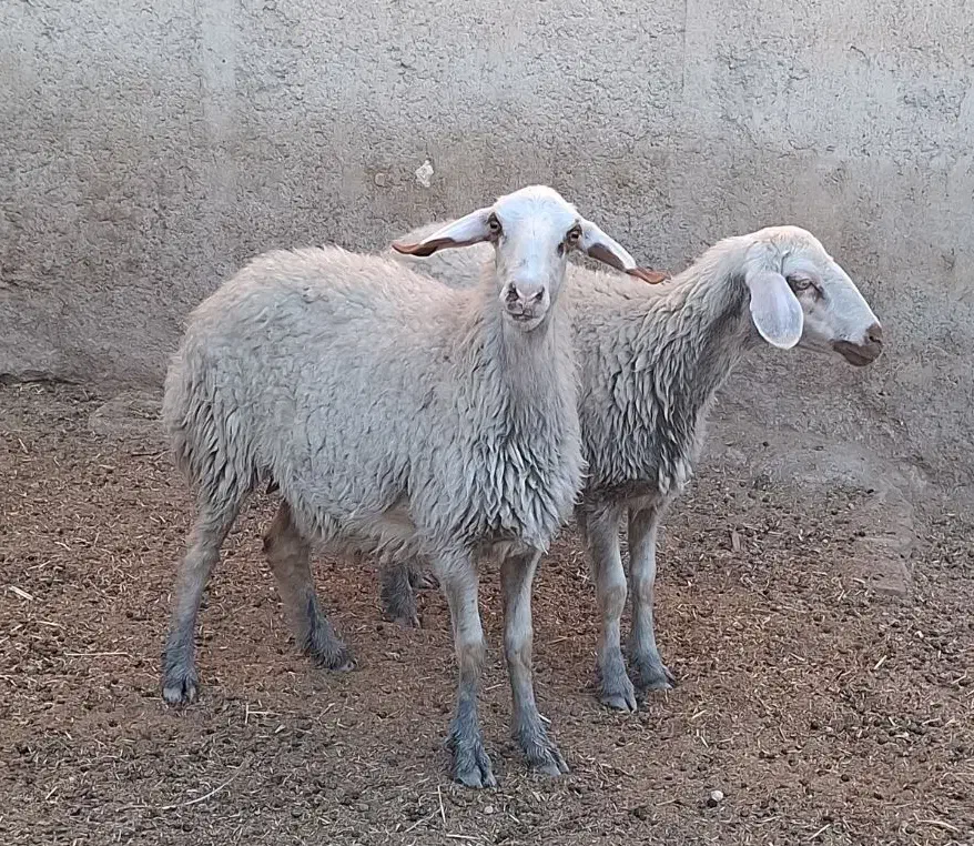 2 راس شک آبستن دره شهر|حیوانات مزرعه|دره شهر, |دیوار