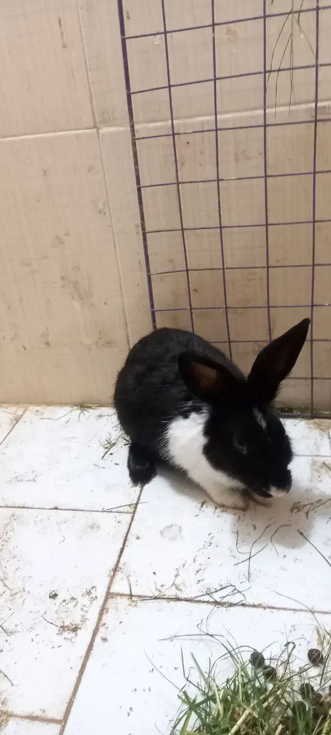 خرگوش نر بالغ جوان|موش و خرگوش|ساری, |دیوار