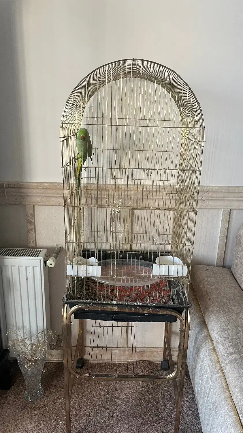 طوطی ملنگو|پرنده|میبد, |دیوار