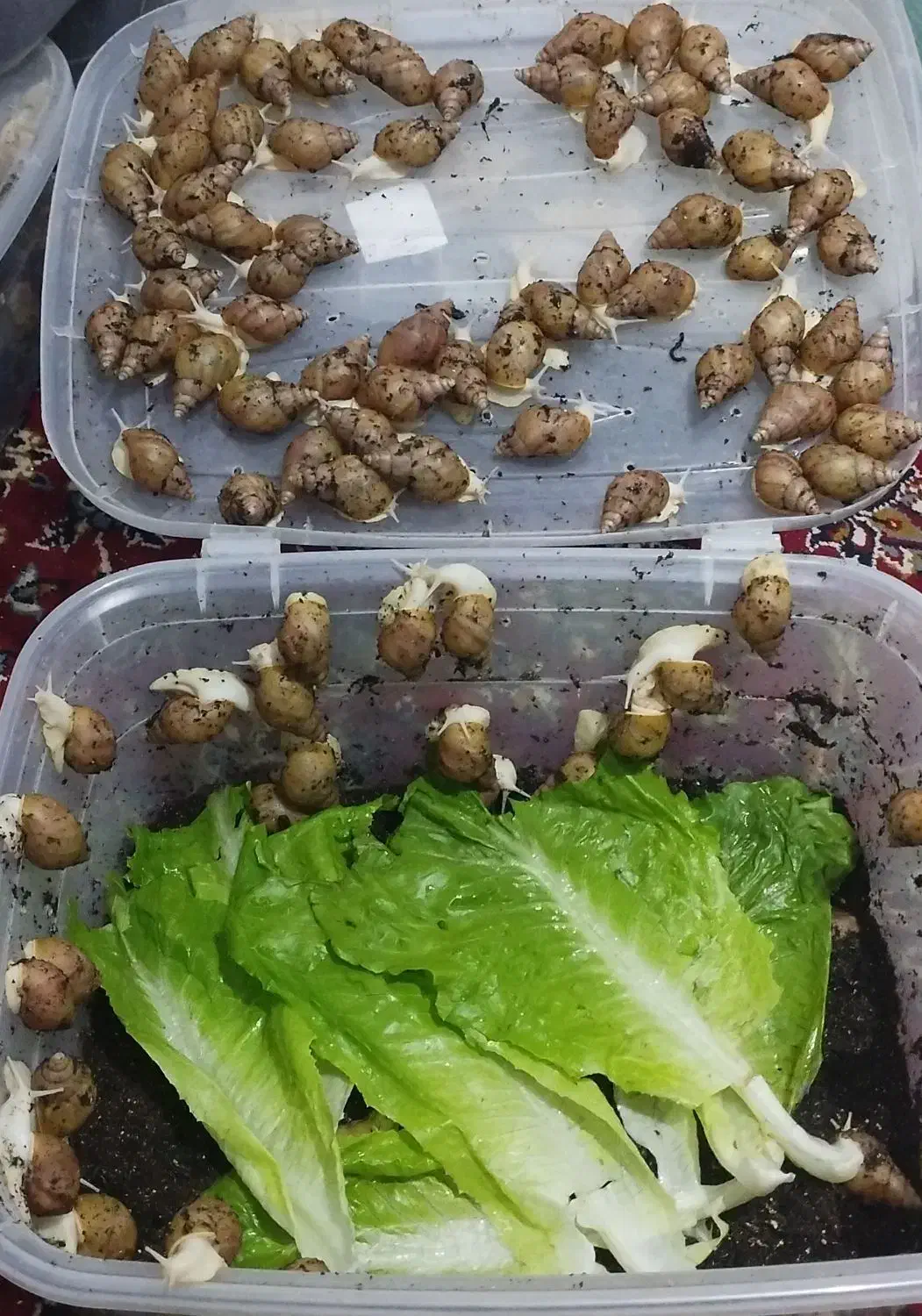 فروش حلزون|خزنده|چناران, |دیوار