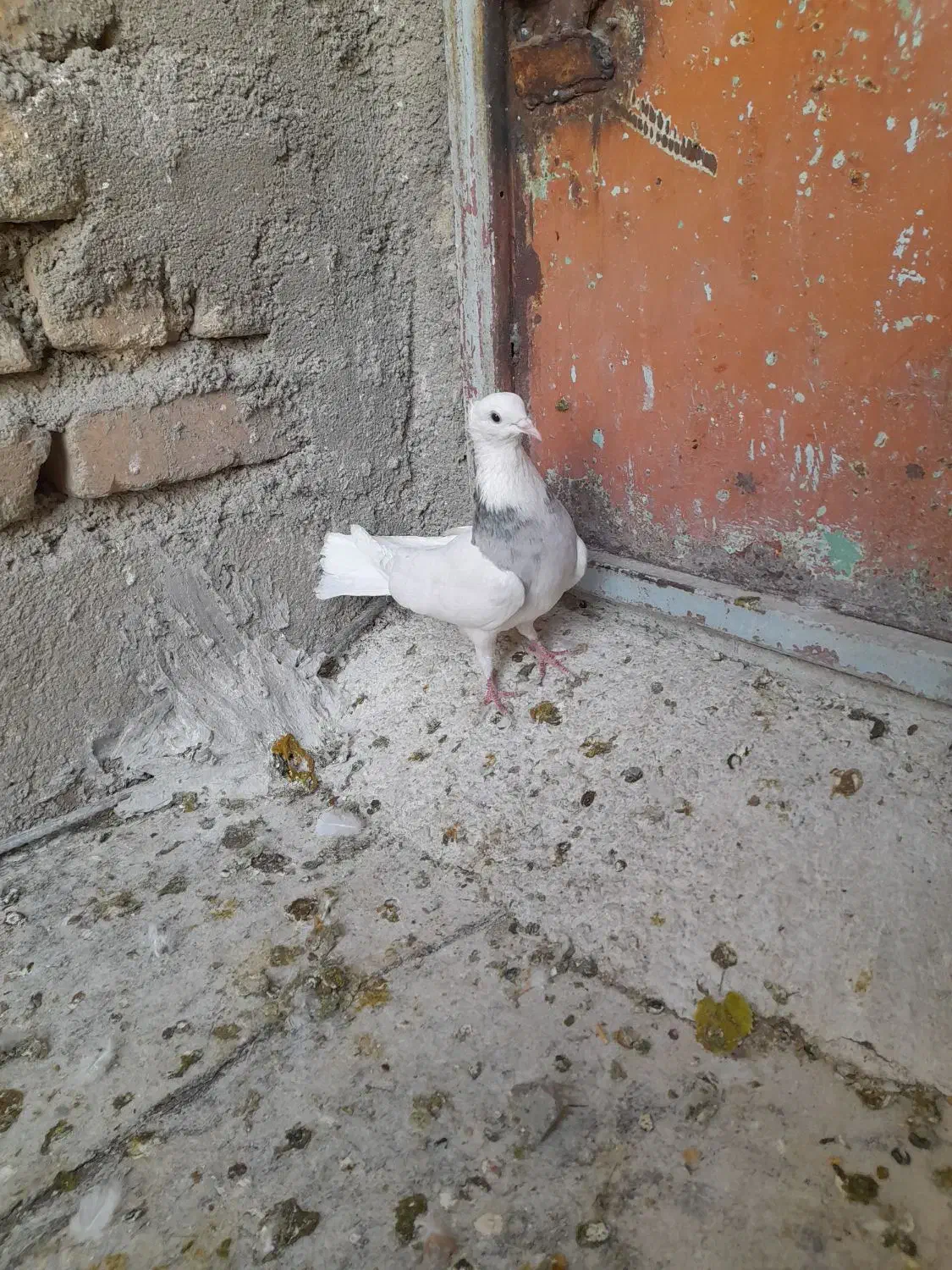 طوقی|پرنده|بروجرد, |دیوار