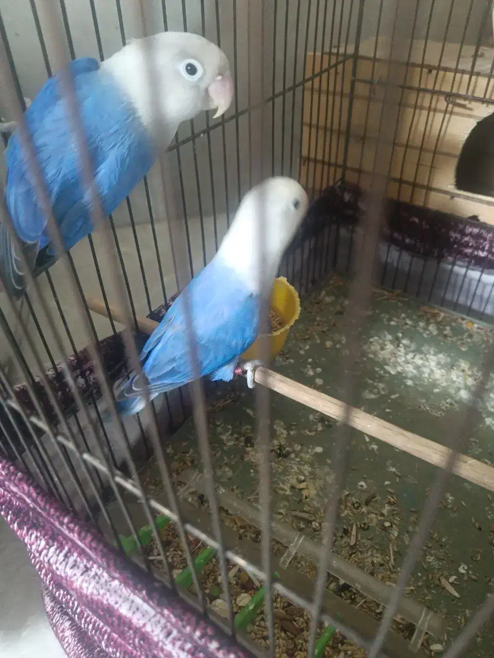 جفت برزیلی مولد معاوضه|پرنده|ری, دولتآباد|دیوار