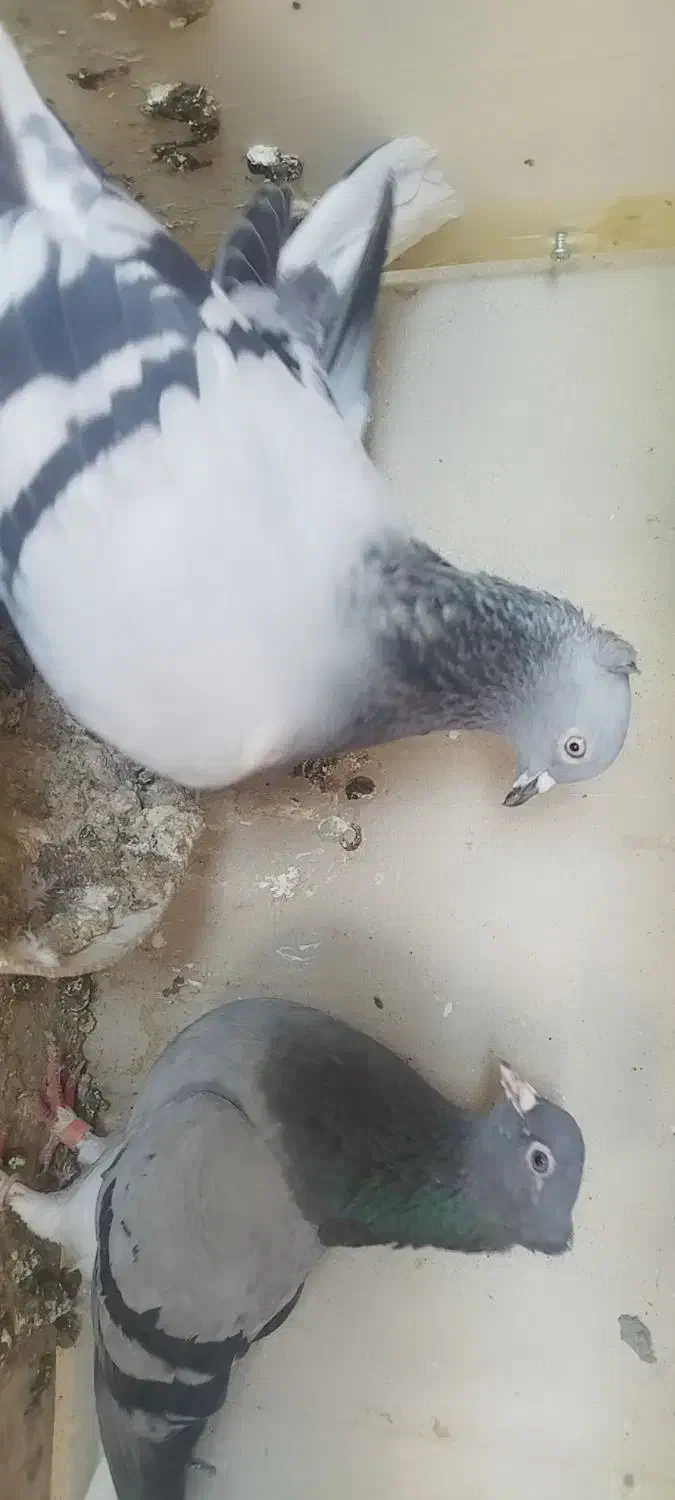 سبز دم سفید معاوضه|پرنده|شاهینشهر, شهرک گلدیس|دیوار