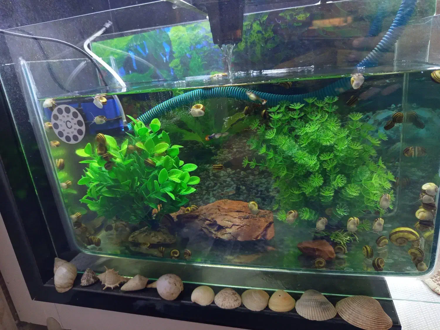 حلزون کلمبیایی|خزنده|کرمانشاه, |دیوار