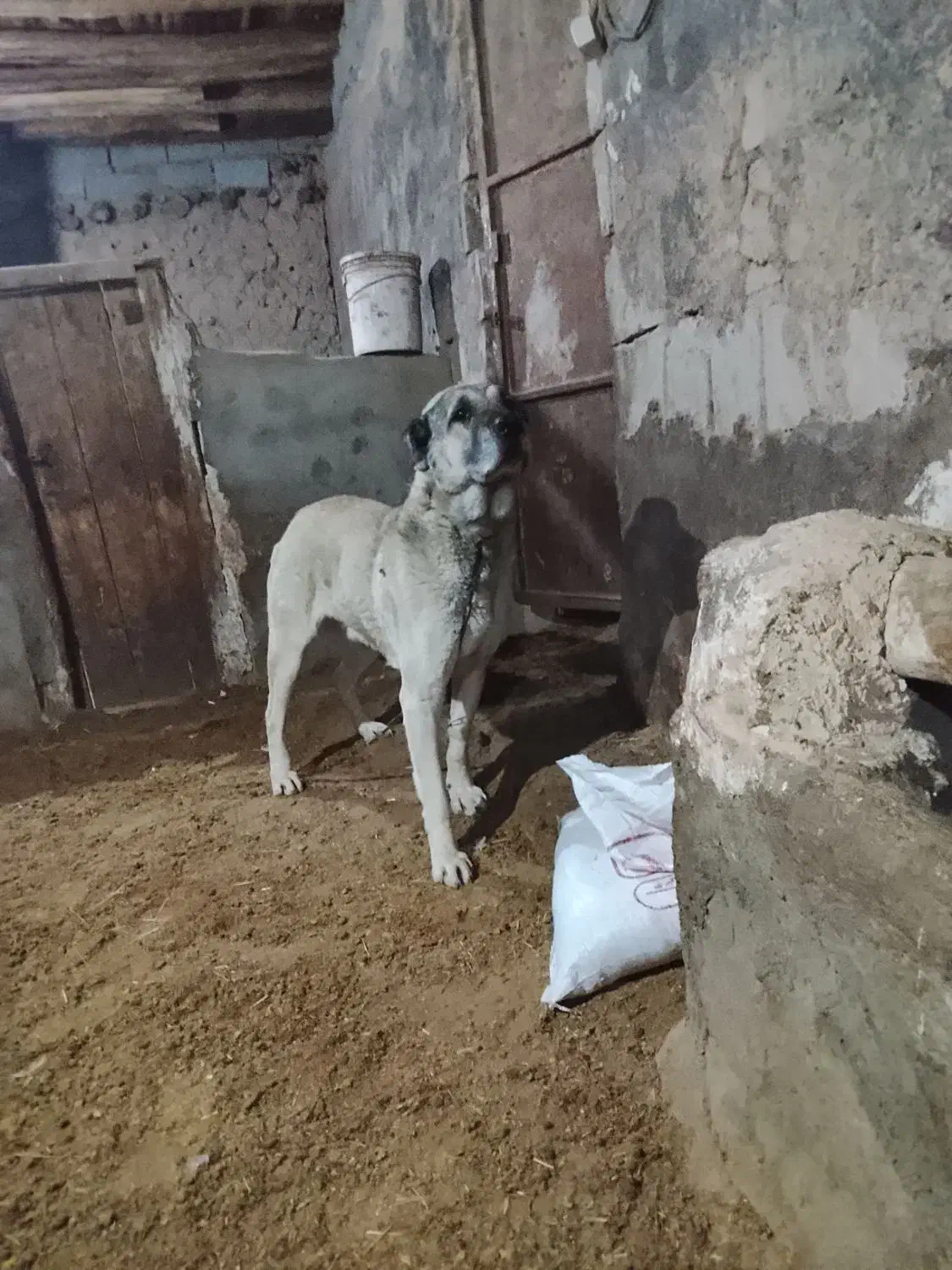 فروش|سگ|شاهین دژ, |دیوار