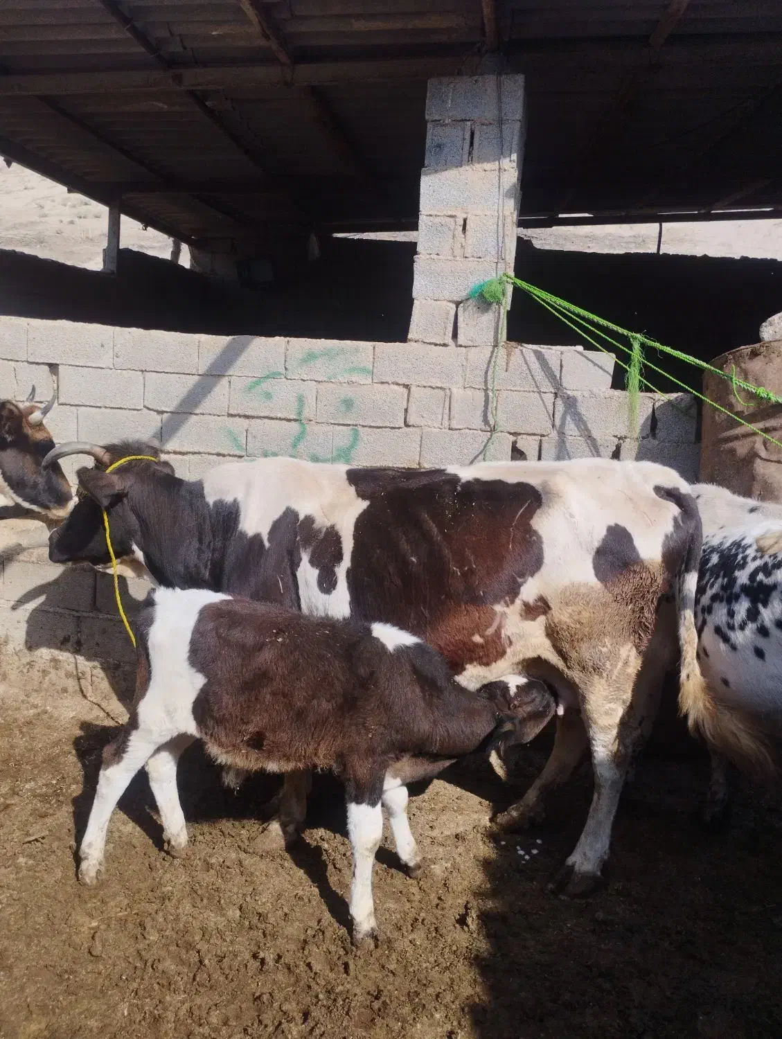 گاو گوساله دار نر 10کیلو شیر|حیوانات مزرعه|فراغی, |دیوار