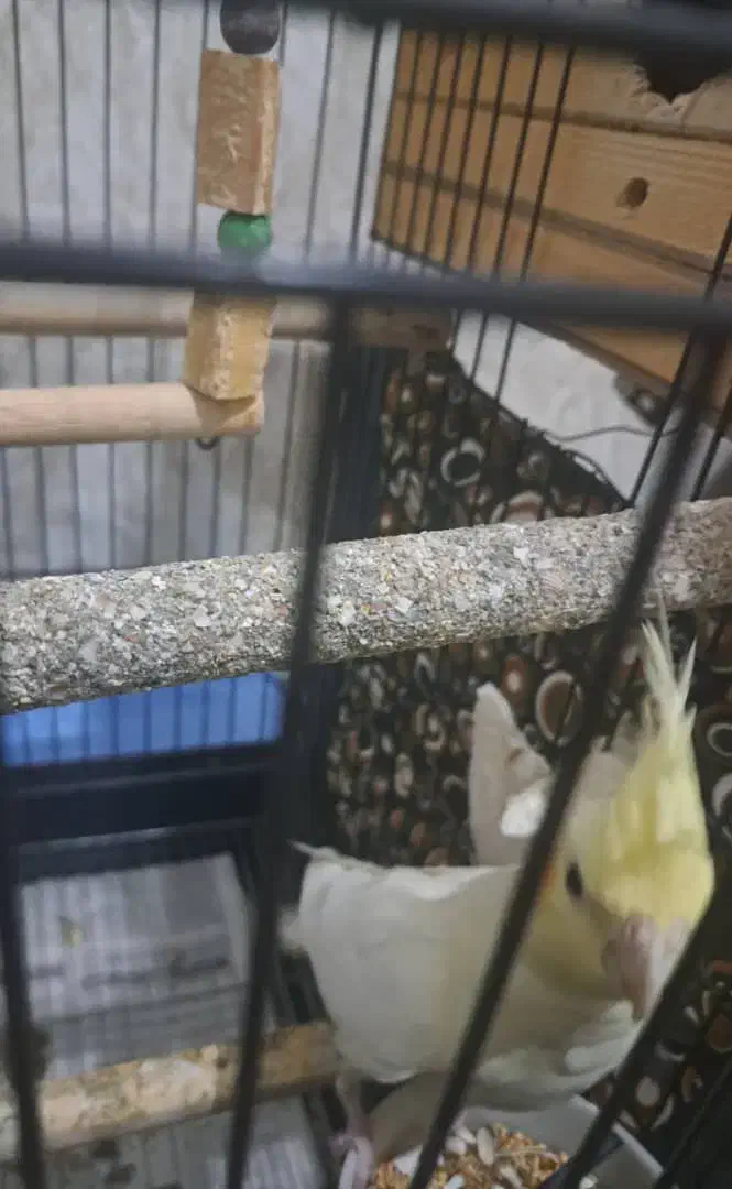 جفت عروس هلندی با جوجه|پرنده|فردیس, فردیس|دیوار