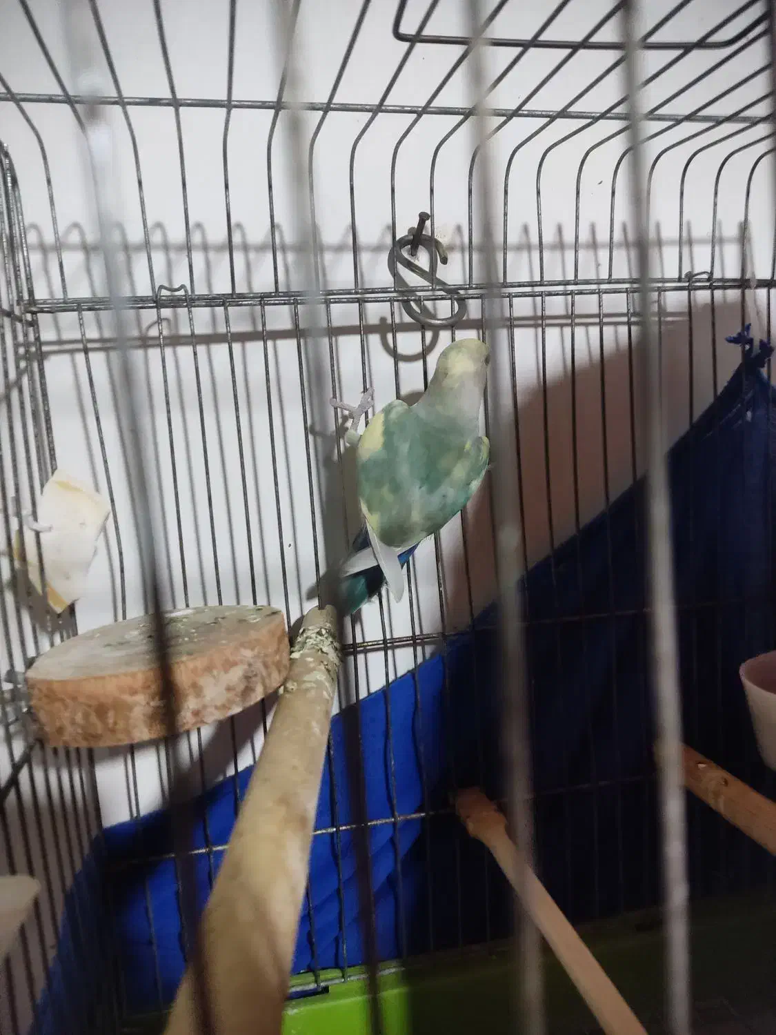 طوطی برزیلی نر|پرنده|املش, |دیوار