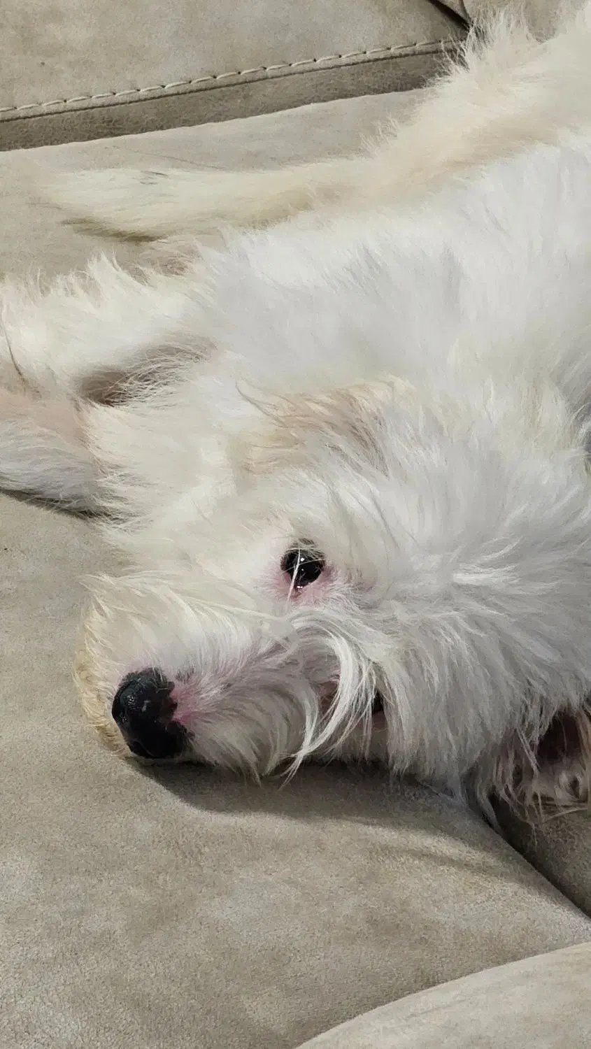 واگذاری رایگان سگ تریر|سگ|اوز, |دیوار