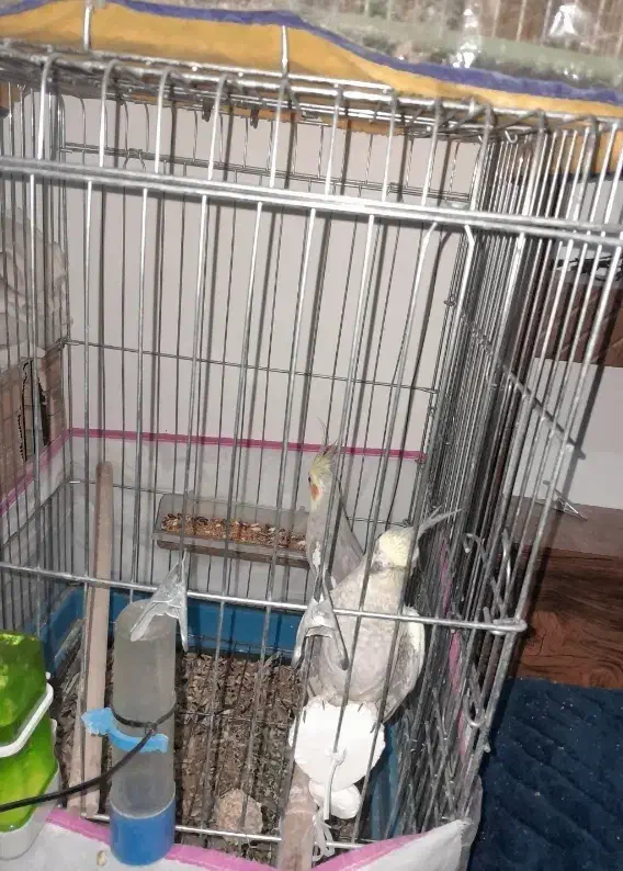 یک جفت عروس هلندی تخم گذار|پرنده|شیراز, کوشک میدان|دیوار