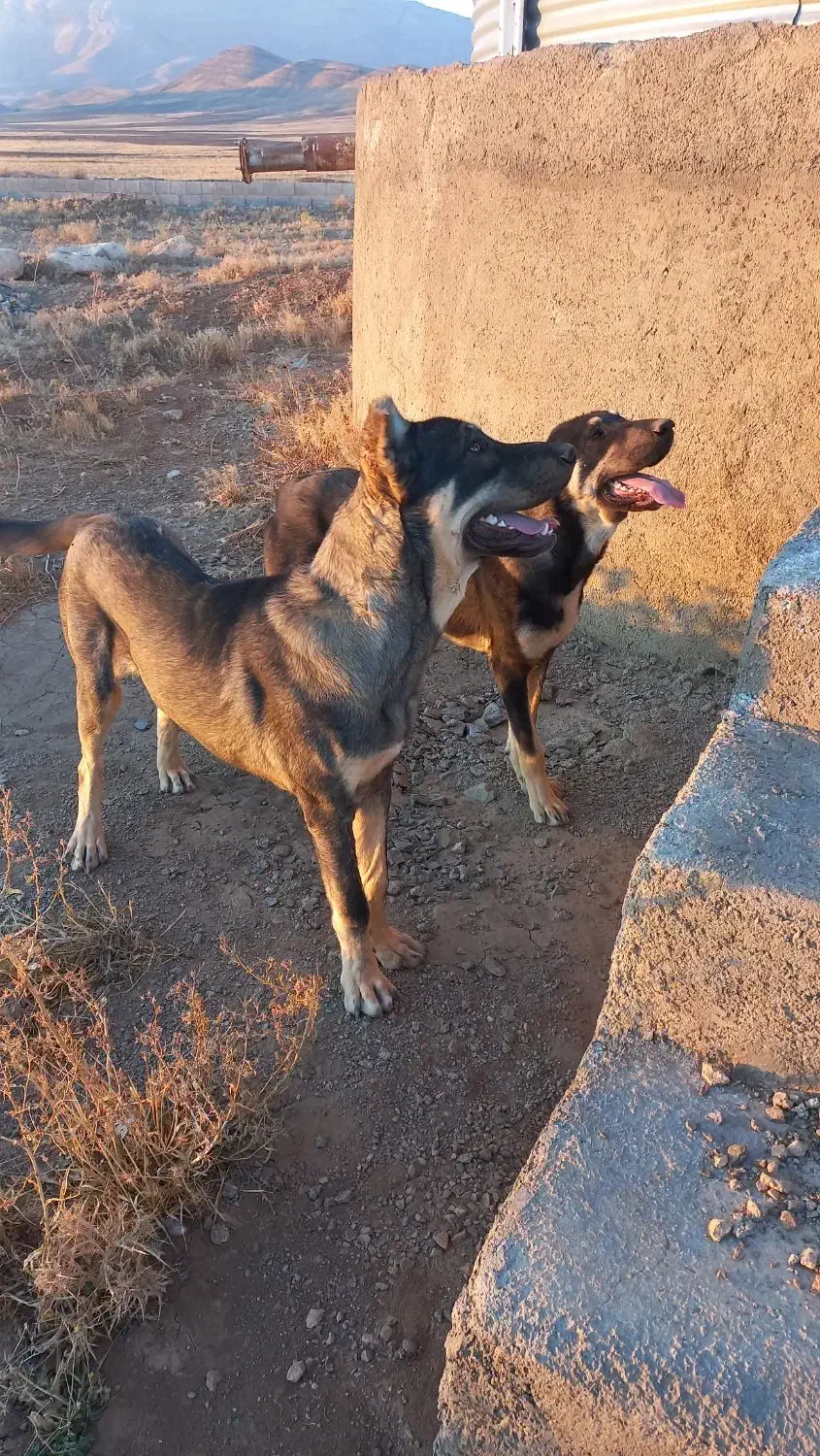 یک جفت توله عراقی ۹ماهه همه چیز تموم|سگ|کمیجان, |دیوار