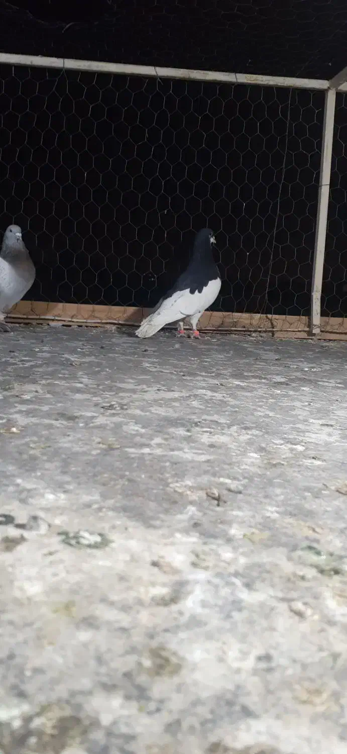 کفتر رنگی|پرنده|شیراز, کوشک میدان|دیوار