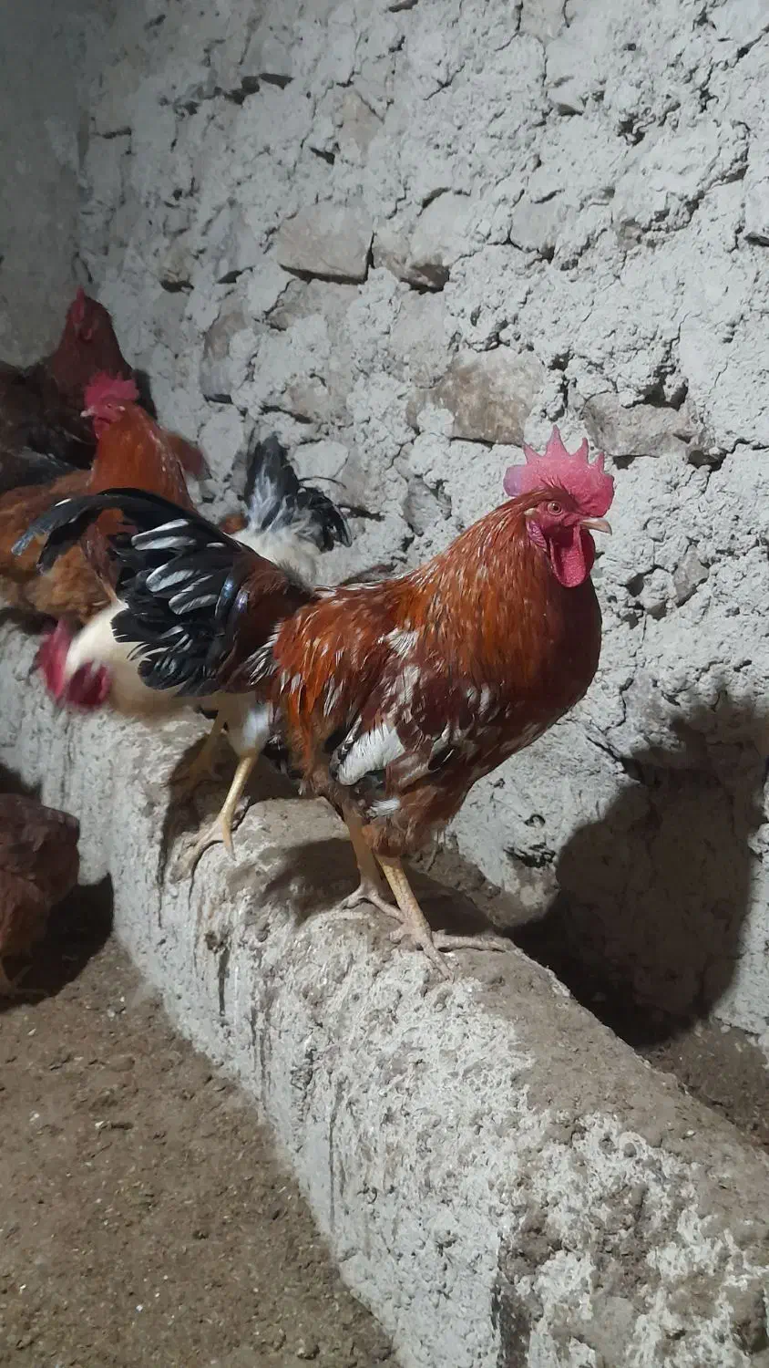 خروس|حیوانات مزرعه|خلخال, |دیوار