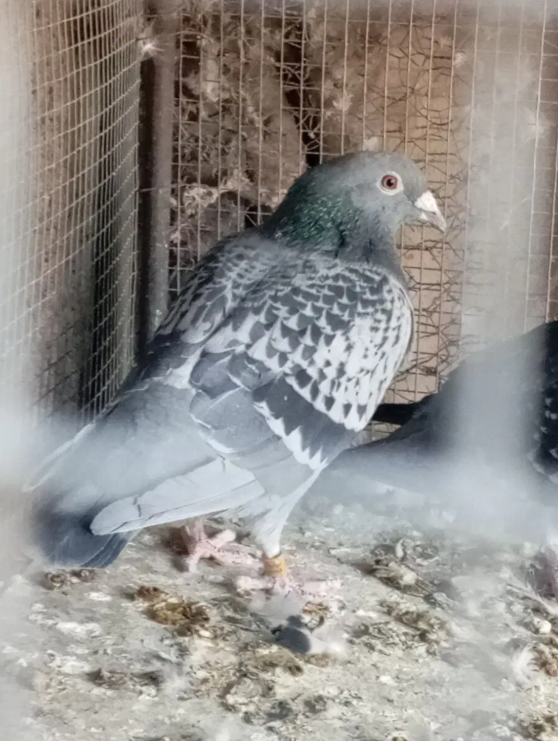 پلاکی مسافتی|پرنده|دهبکری, |دیوار