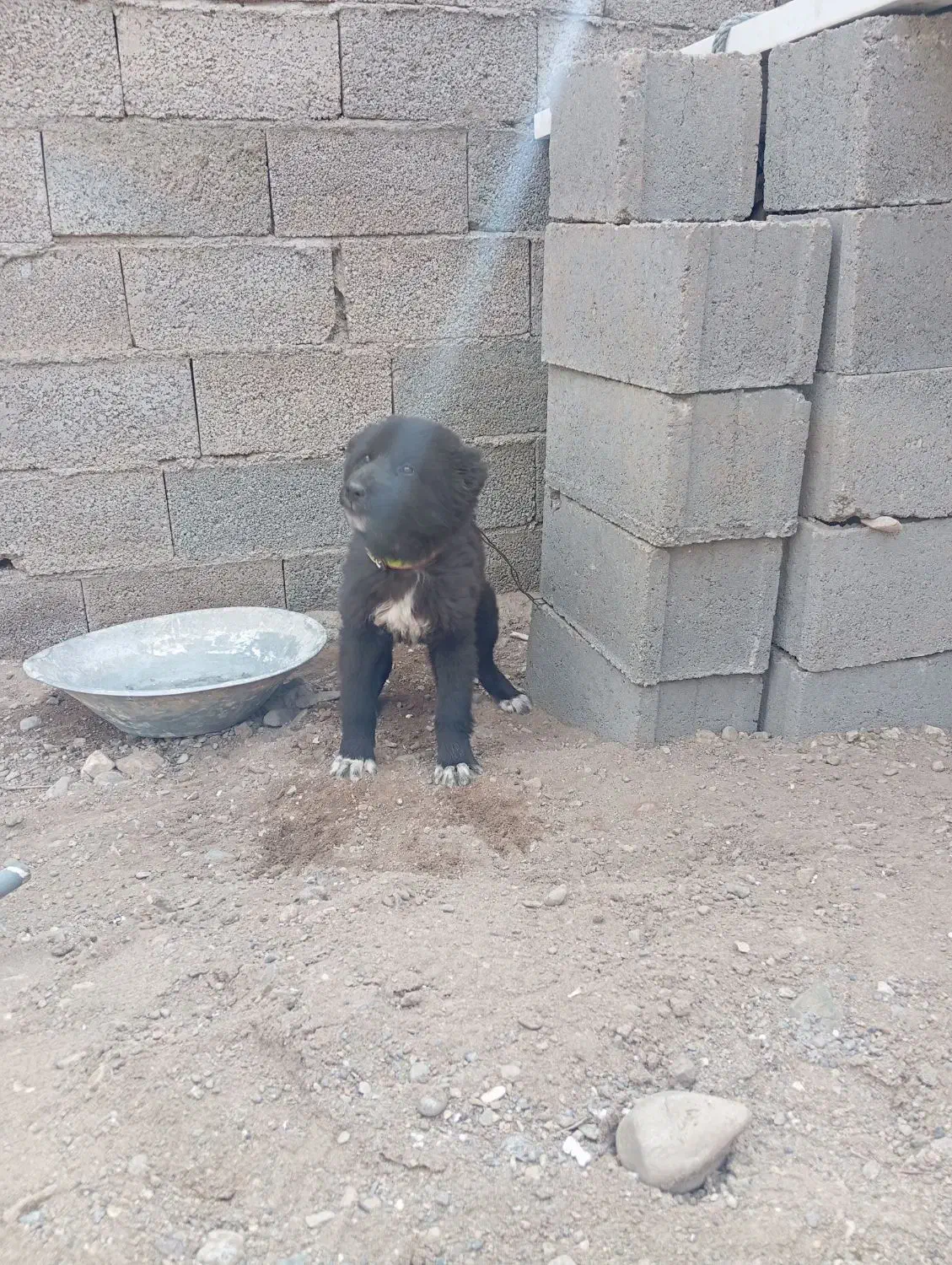 سگ قدرنجون|سگ|سیرجان, |دیوار