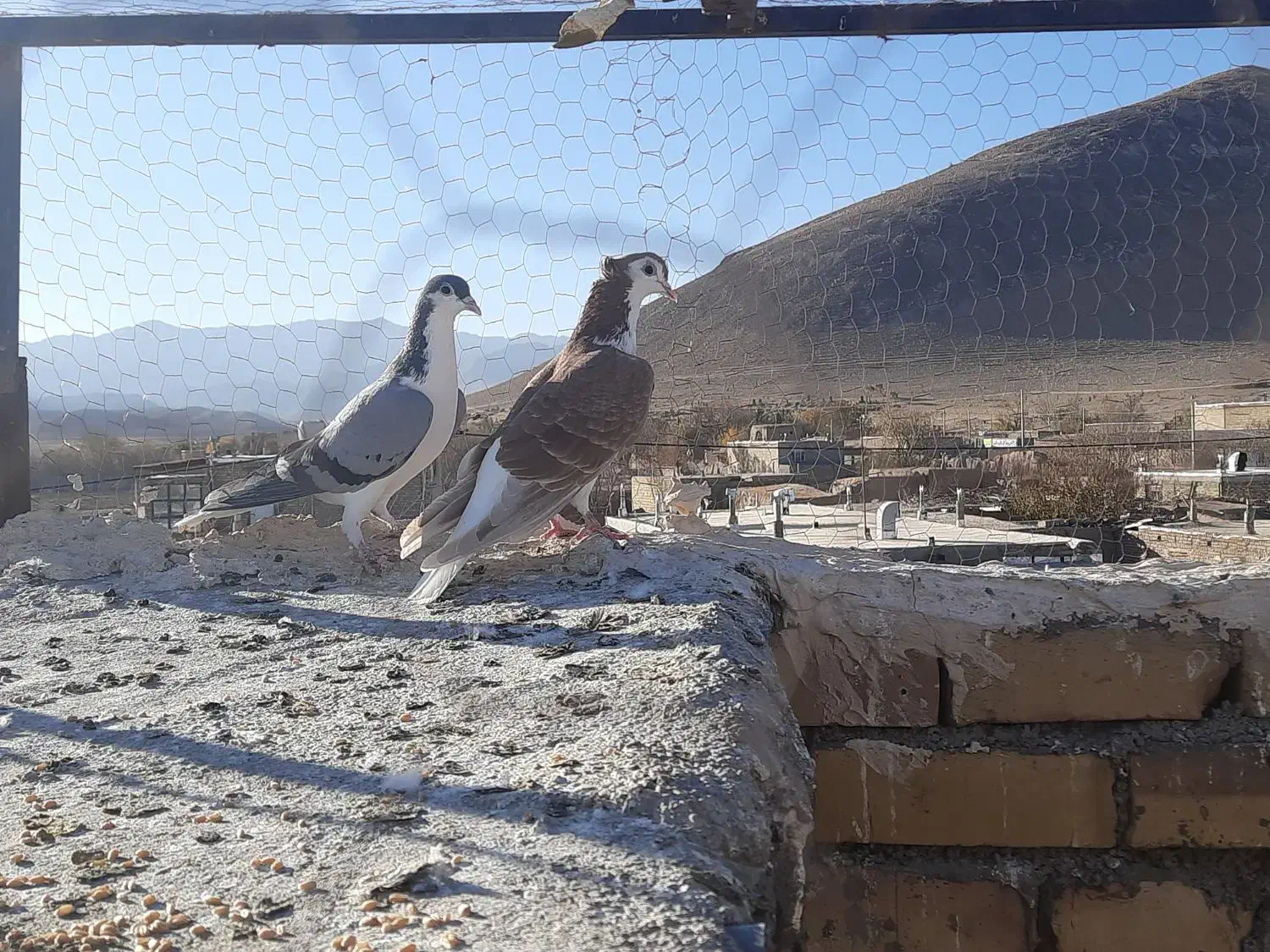 کفتر|پرنده|میان ولایت, |دیوار