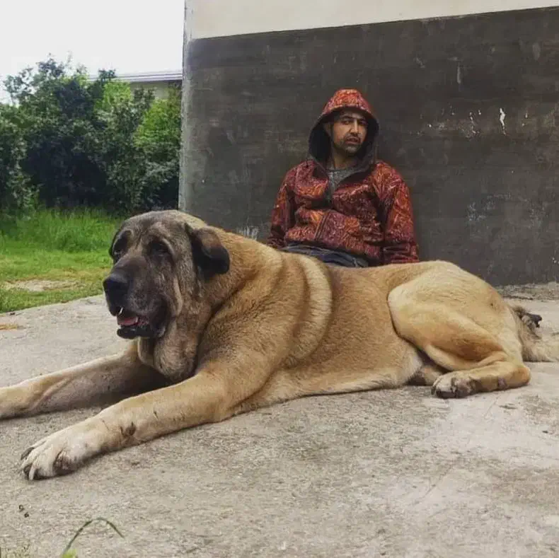 نر پانزده ماه نوه گیله کریم سردشت|سگ|خرمدره, |دیوار