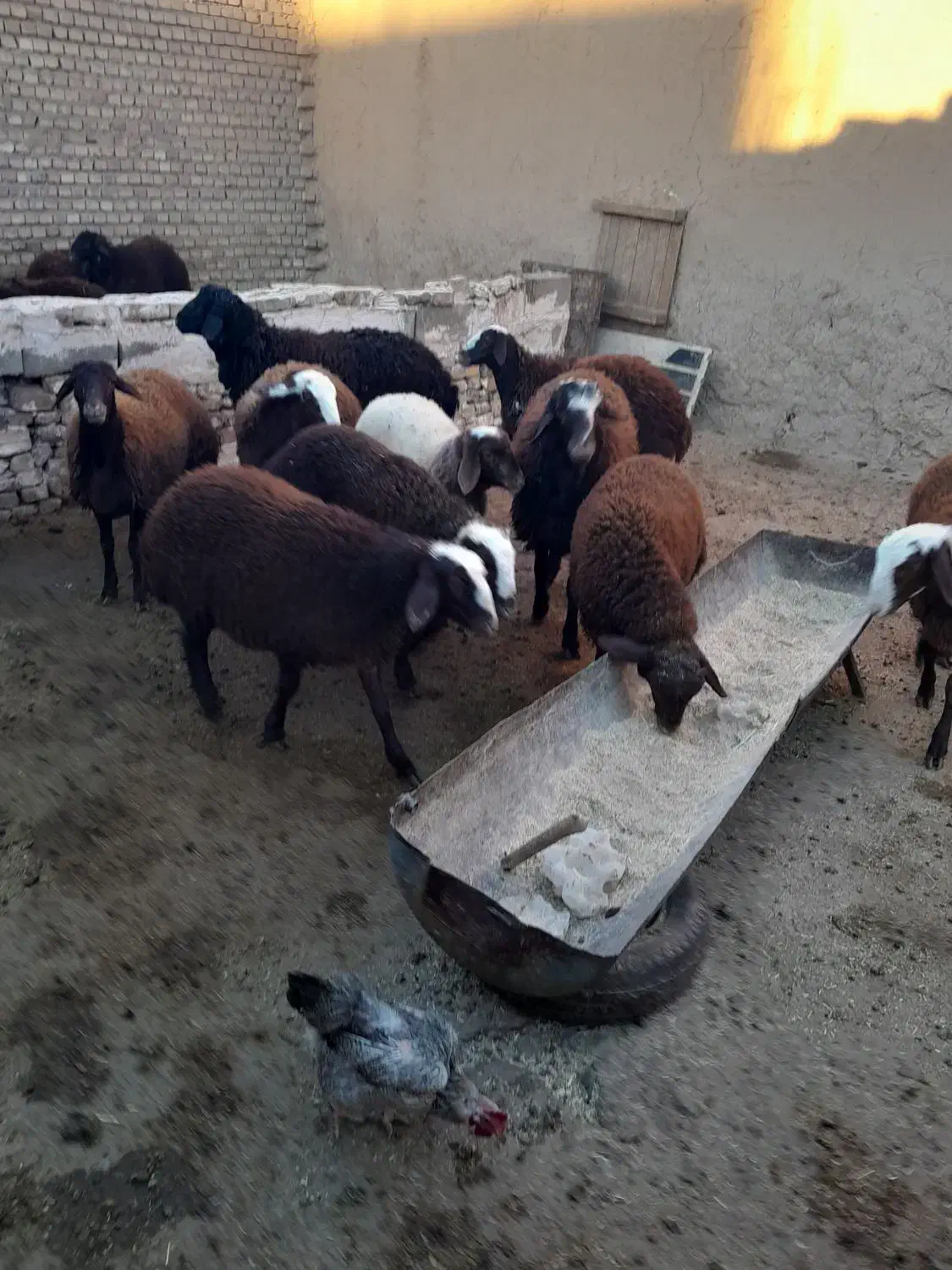 باسلام فروش بره، نروماده|حیوانات مزرعه|نیشابور, دهنو|دیوار