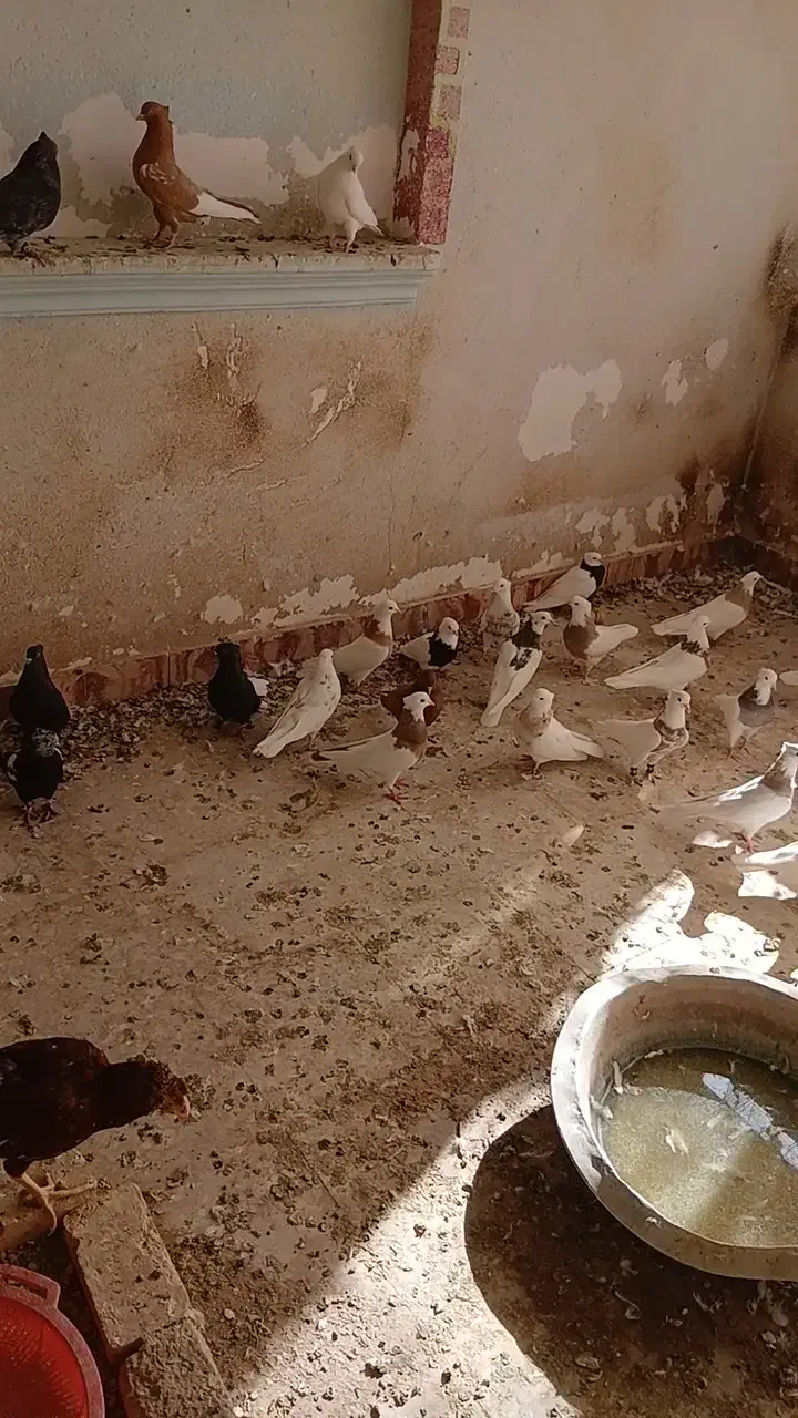 فروش طوقی|پرنده|تفت, |دیوار