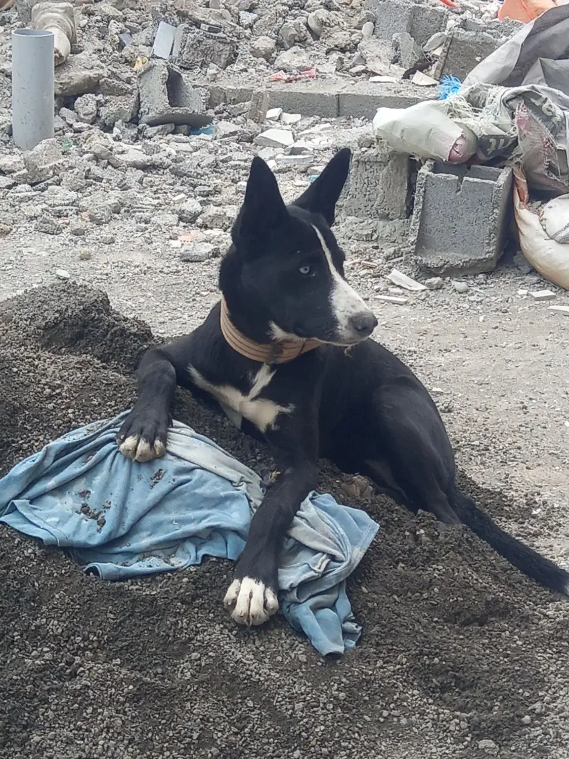 یک قلاده سگ هاسکی چشم ابی|سگ|کلاچای, |دیوار