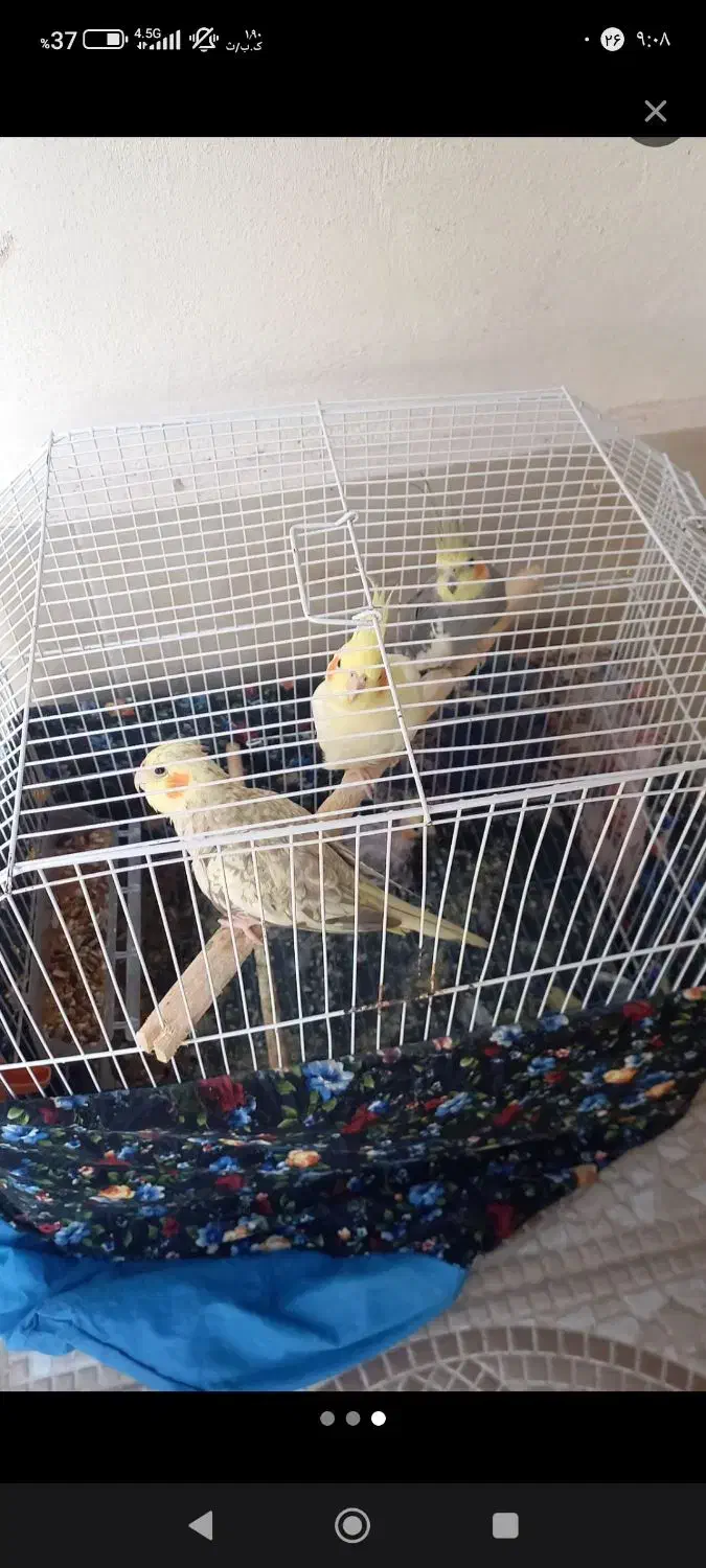 چهار عدد عروس هلندی دو نر دو ماده|پرنده|لاهیجان, شهید آوینی|دیوار