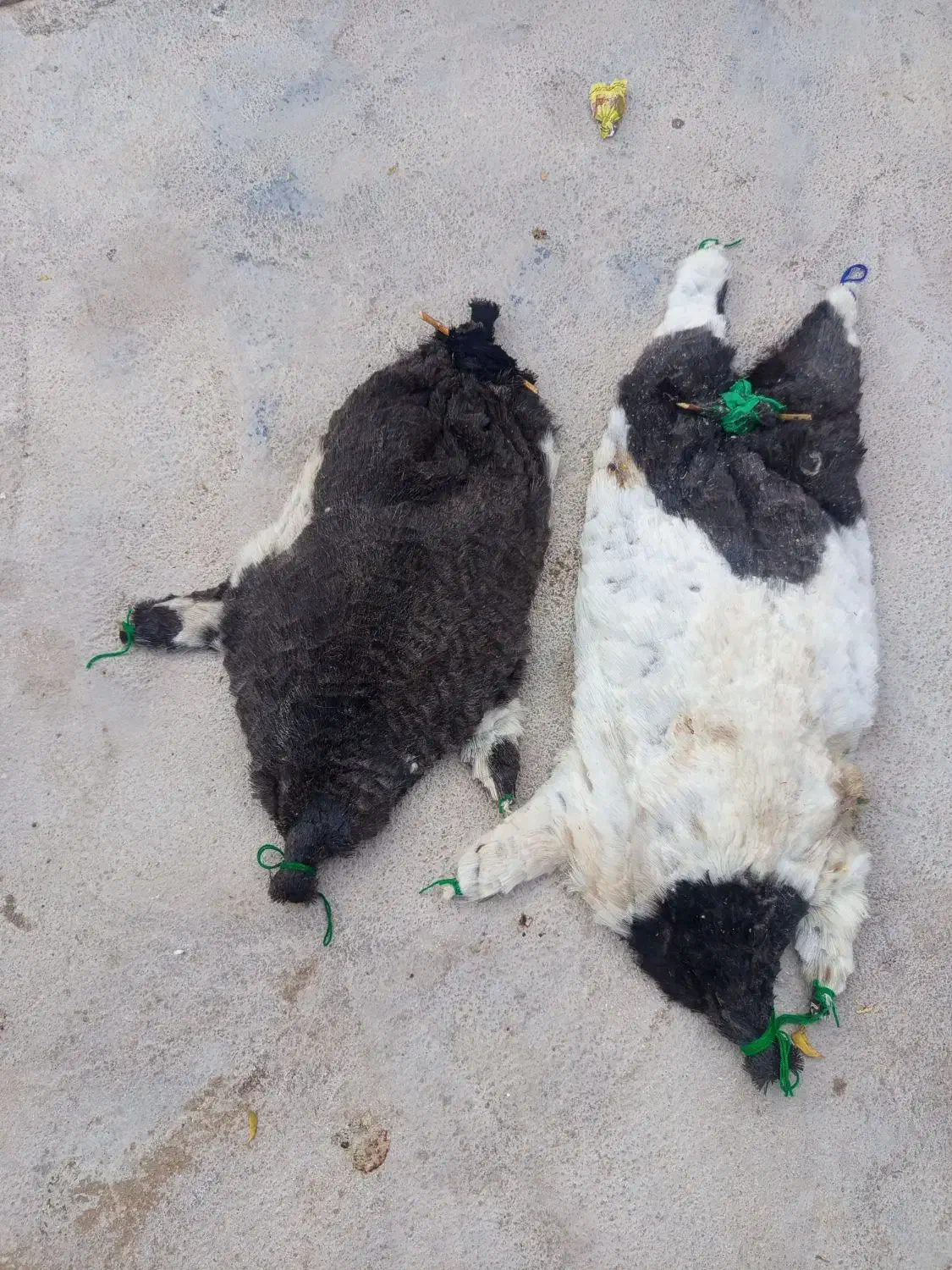 دوعدد خیگ آماده روغن بفروش میرسد|فروشگاه و مغازه|ایذه, |دیوار