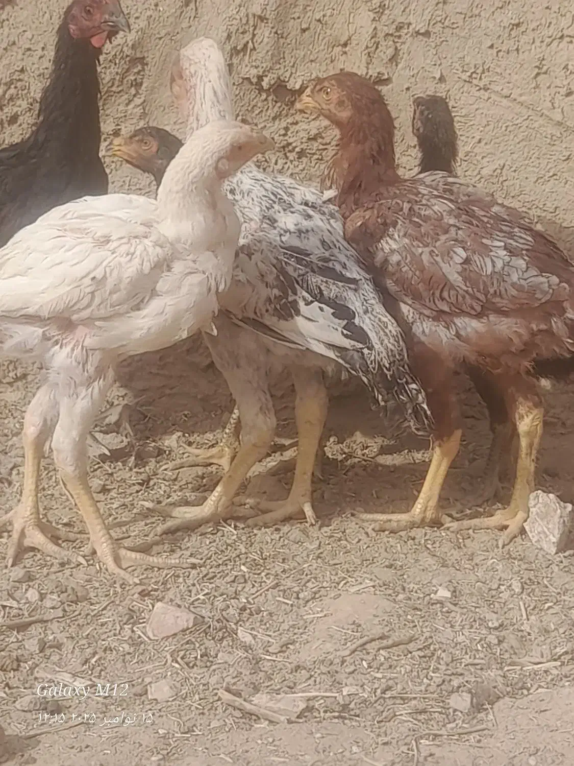 جوجه فروشی|حیوانات مزرعه|خواف, |دیوار