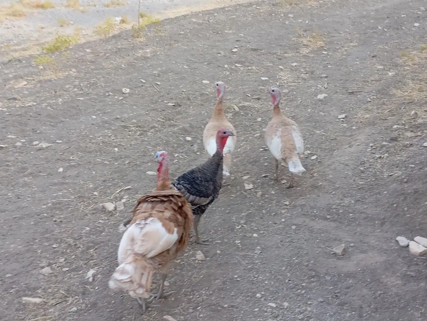 فروش ۴عدد بوقلمون|حیوانات مزرعه|سیوان, |دیوار