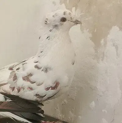 گمشده کفتر|حیوانات|قم, وادی السلام|دیوار