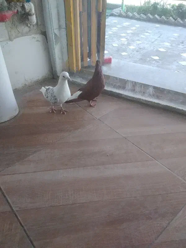 کبوتر رنگی|پرنده|بهبهان, |دیوار