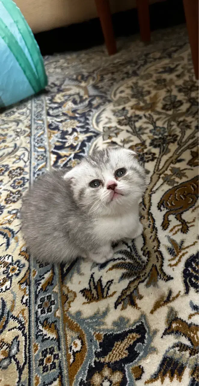 گربه|گربه|تهران, گرگان|دیوار