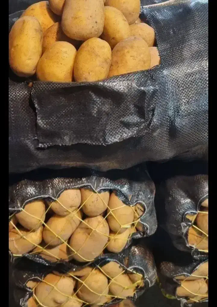 سیب زمینی درجه یک|عمده‌فروشی|بلده, |دیوار