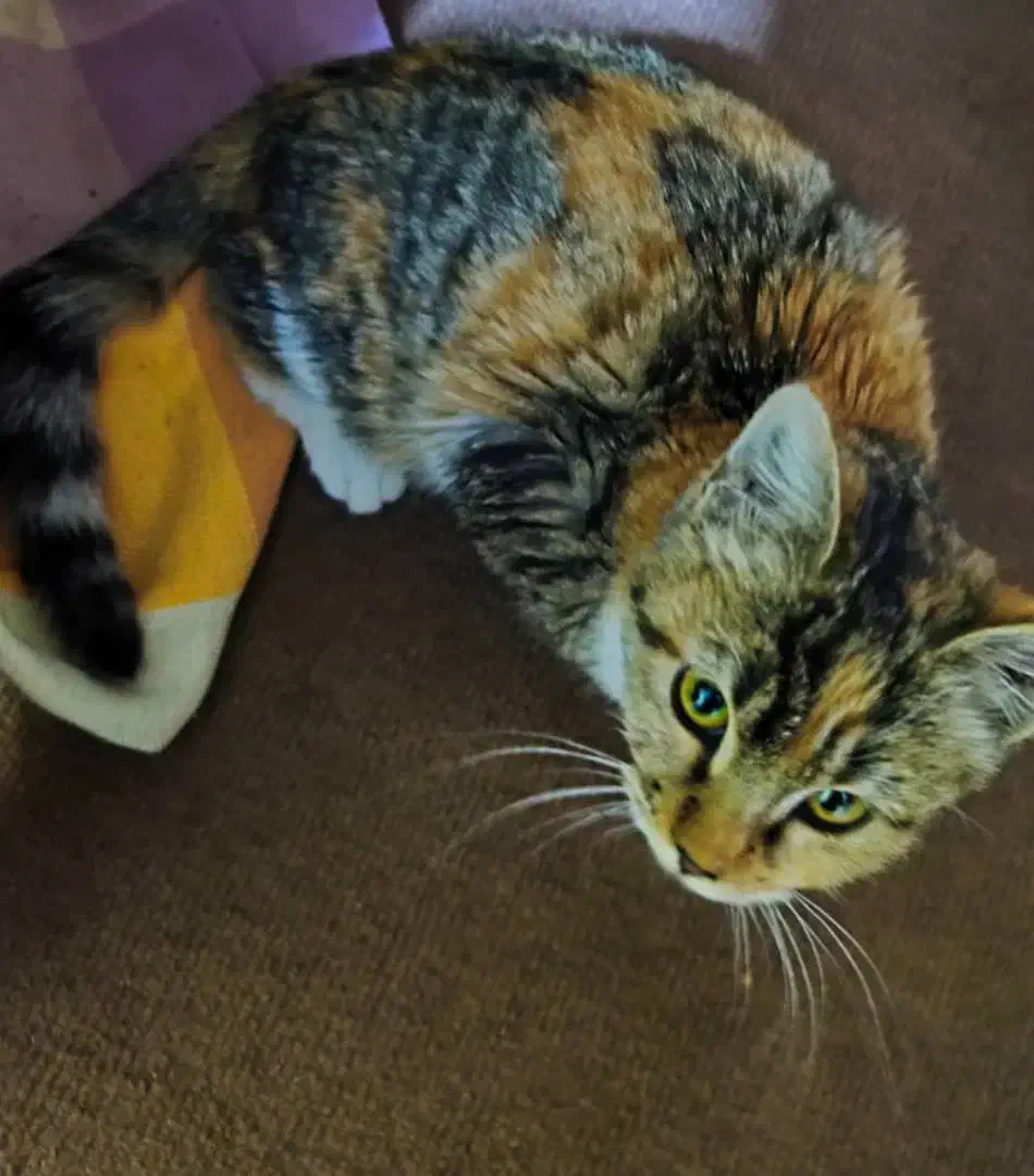 واگذاری گربه|گربه|پرند, فاز ۲|دیوار