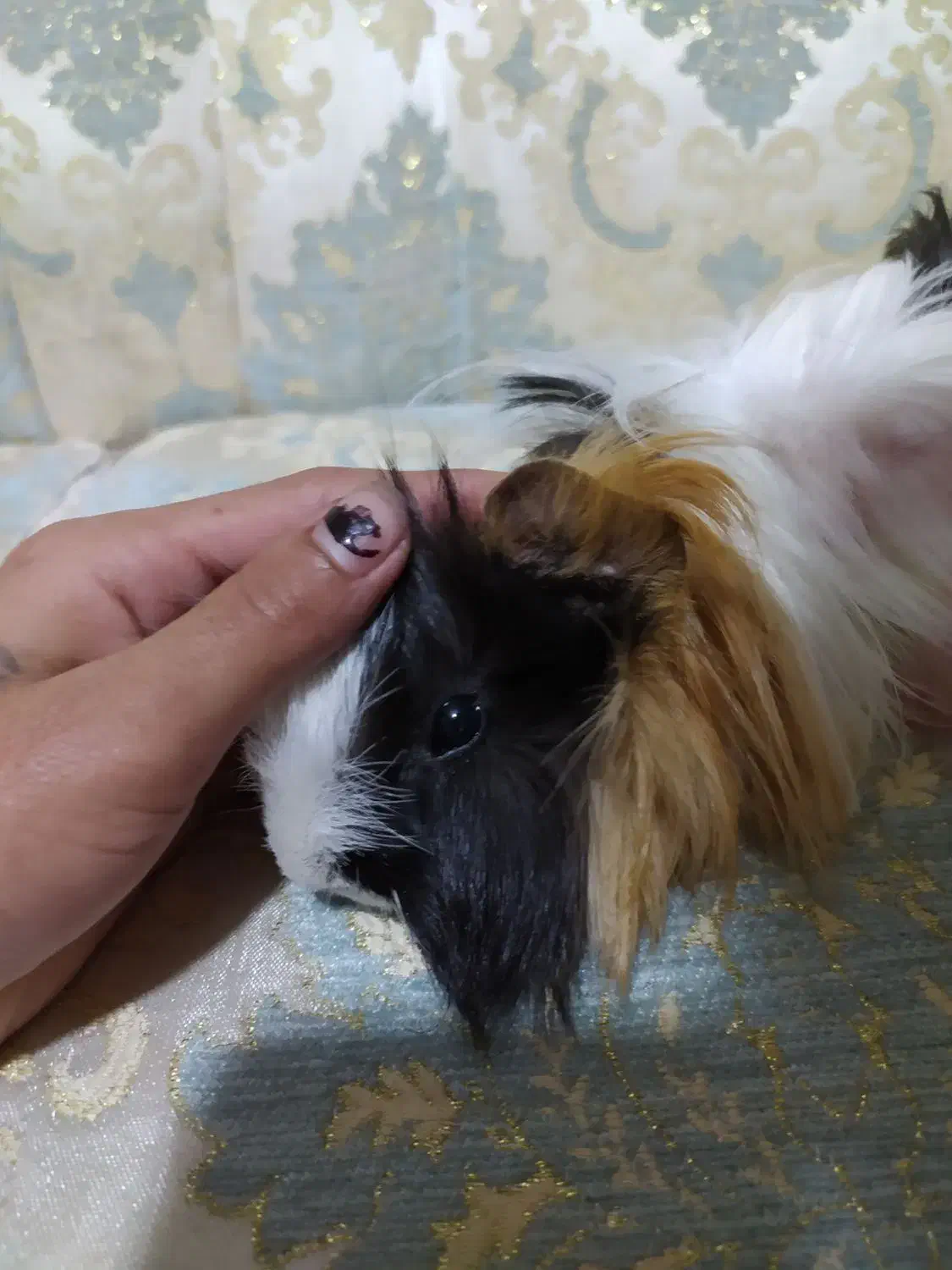 خوکچه فشن|موش و خرگوش|سهند, |دیوار