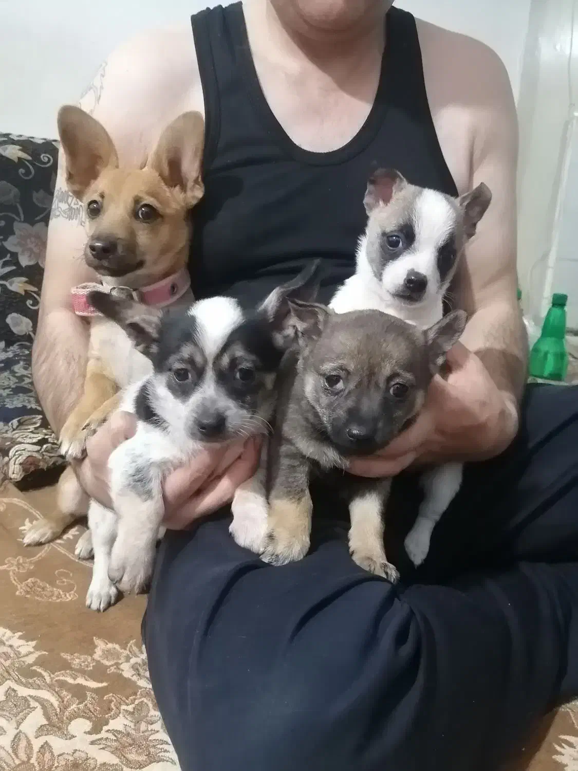 سگ شیواوا|سگ|کرمانشاه, |دیوار