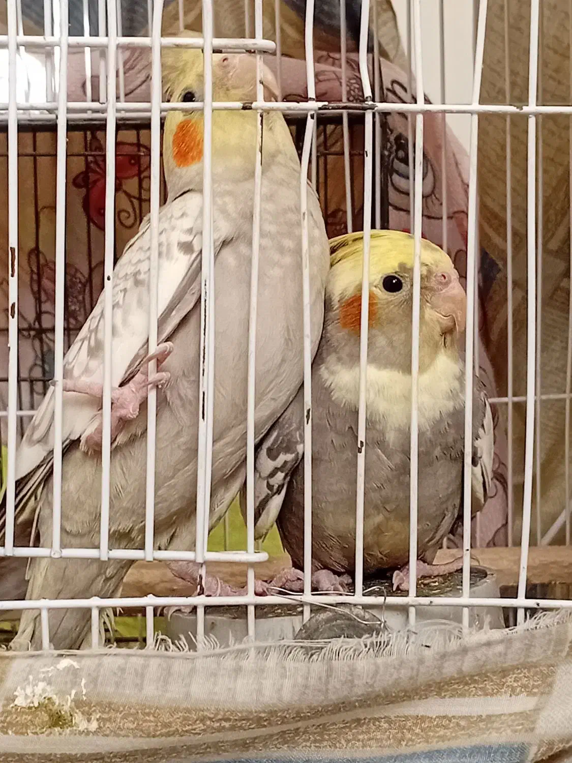 عروس هلندی|پرنده|فردیس, فرامرزیه|دیوار