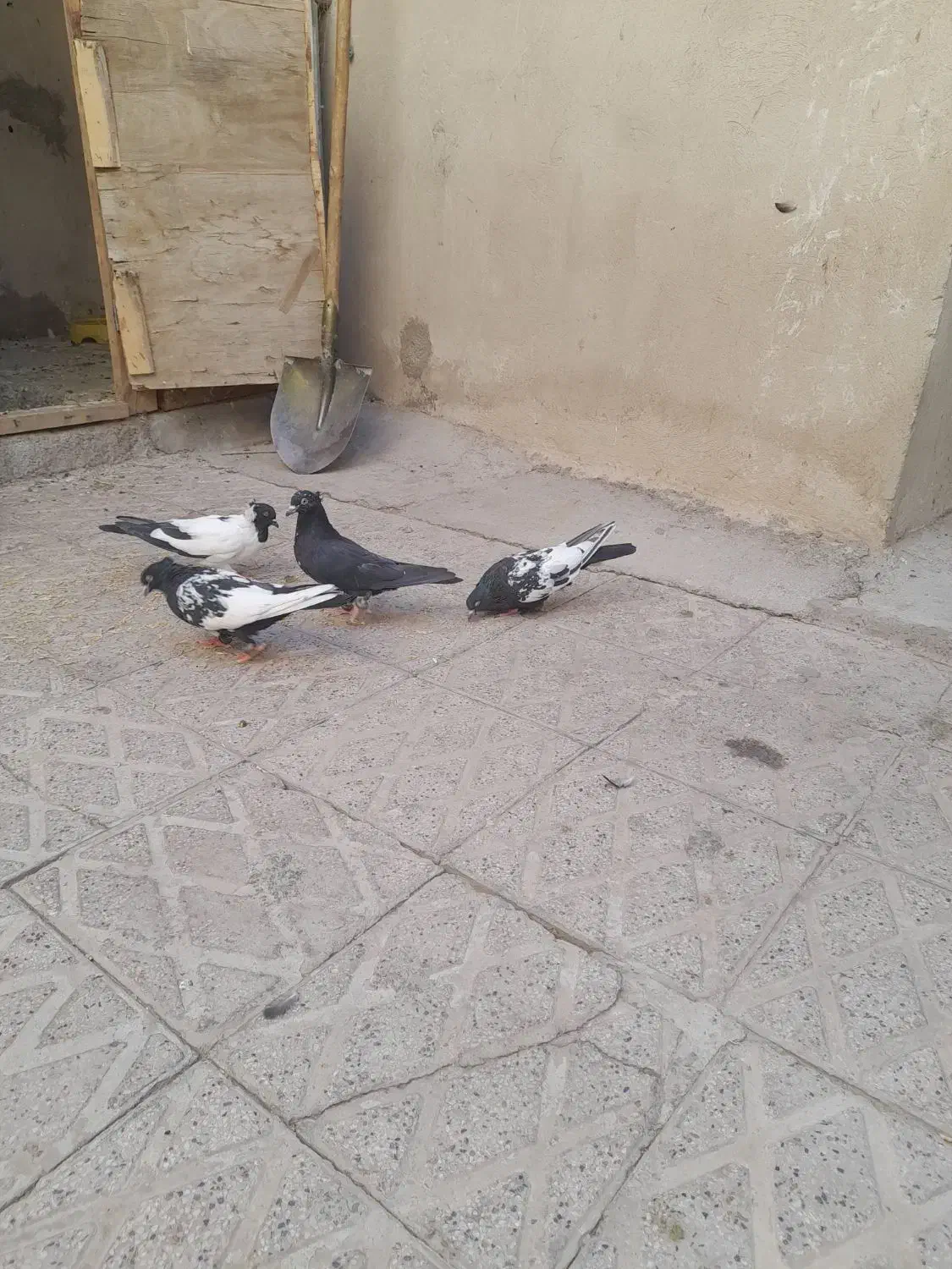 چندعدد کفتر سینهای|پرنده|مهریز, |دیوار