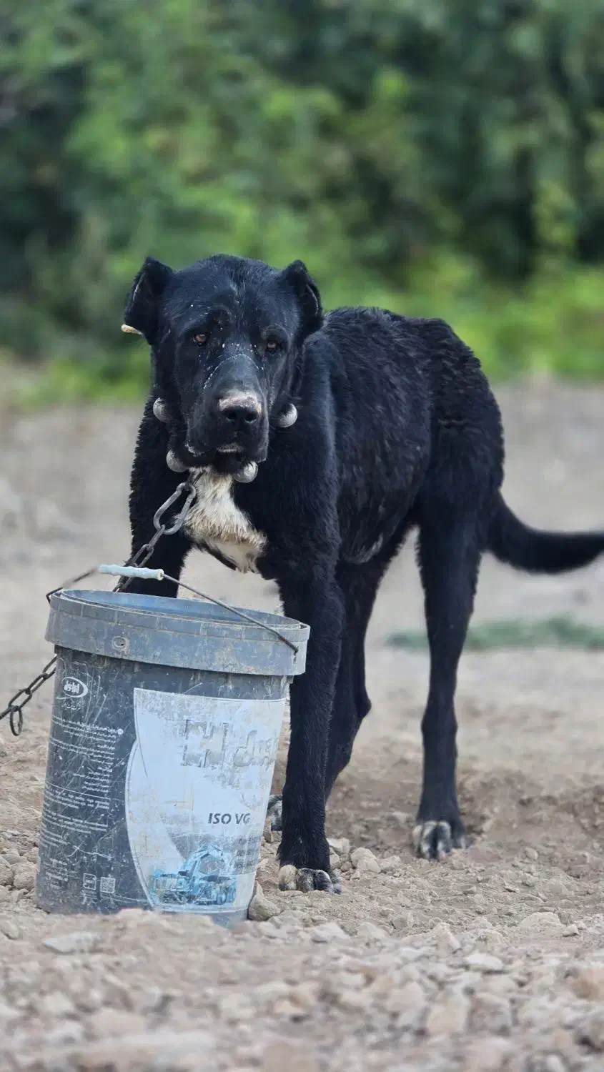 سگ سرابی|سگ|اصفهان, جوزدان الیادران|دیوار