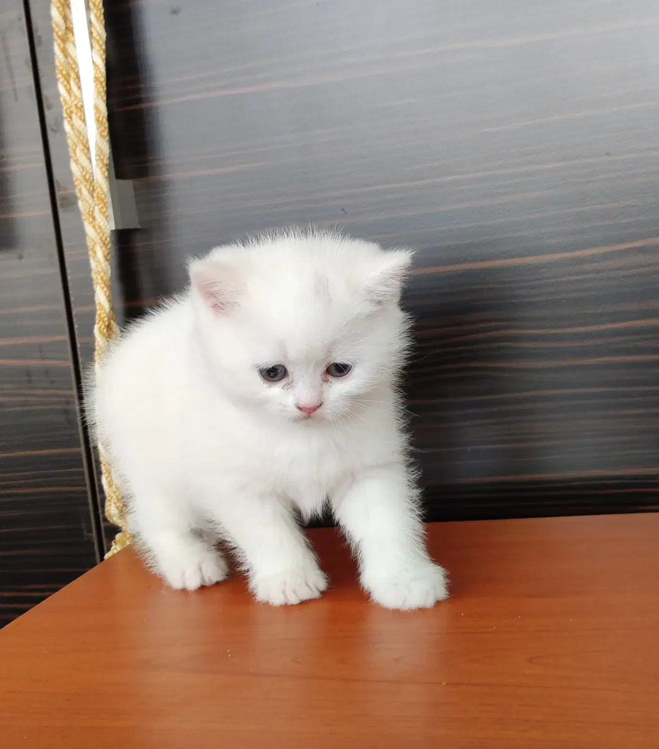 واگذاری گربه اسکاتیش و بریتیش|گربه|تبریز, |دیوار