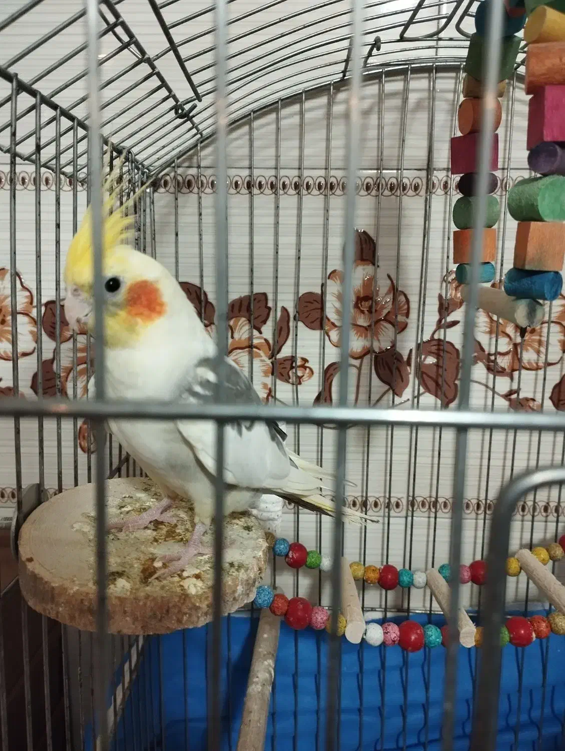 عروس هلندی ماده|پرنده|تهران, کیانشهر|دیوار