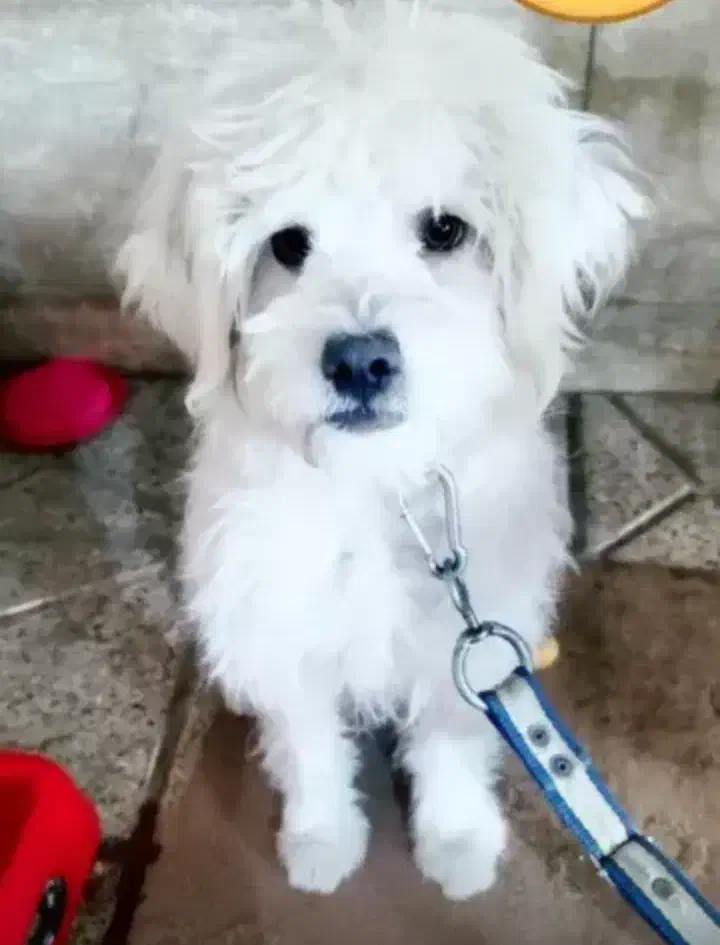 حیون خونگی|سگ|مشهد, قائم|دیوار