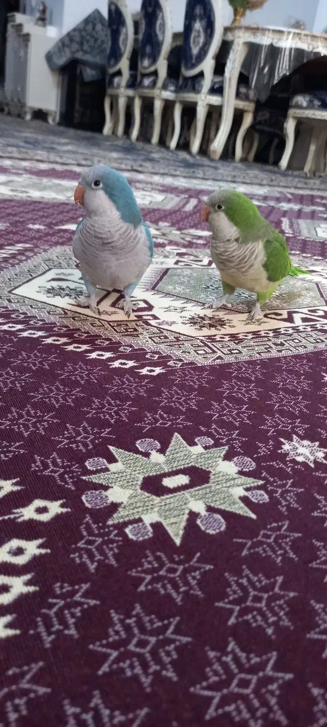 طوطی راهب|پرنده|بهارستان, |دیوار