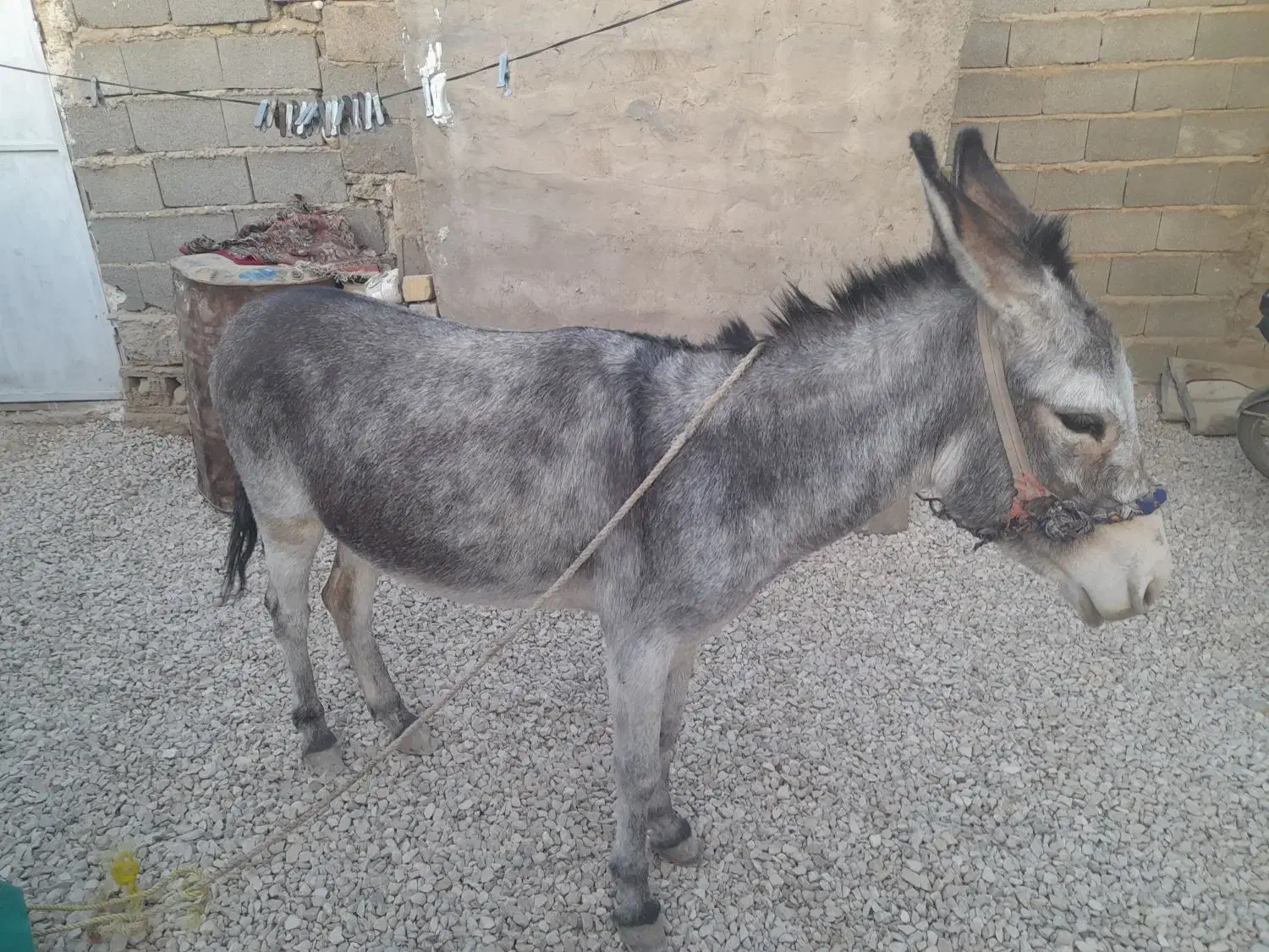 الاغ|حیوانات مزرعه|دشمن زیاری, |دیوار