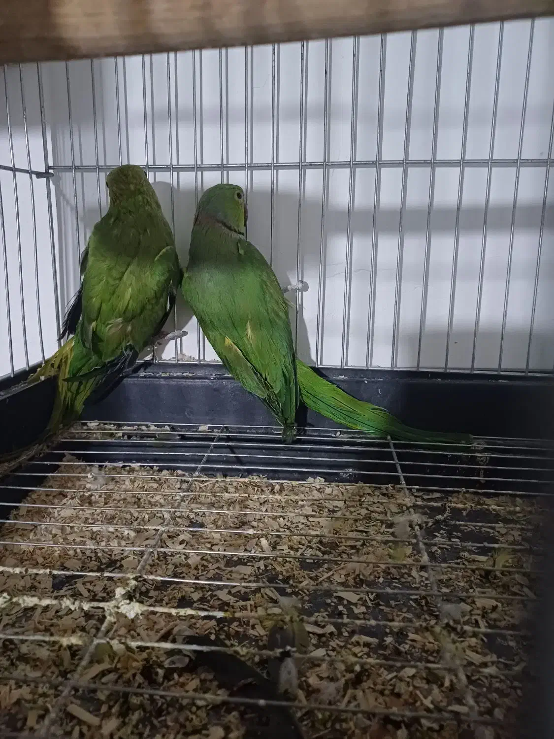 یک جفت ملنگو سبز کار داده وسلامت به فروش میرسد|پرنده|الوند, |دیوار