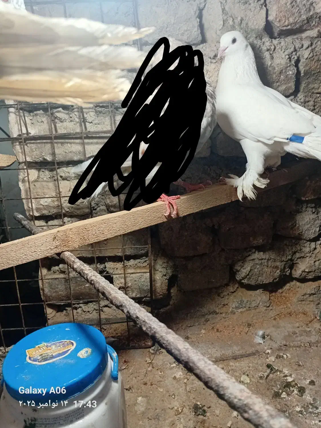 کفتر نر و ماده پرشی|پرنده|گرگان, |دیوار